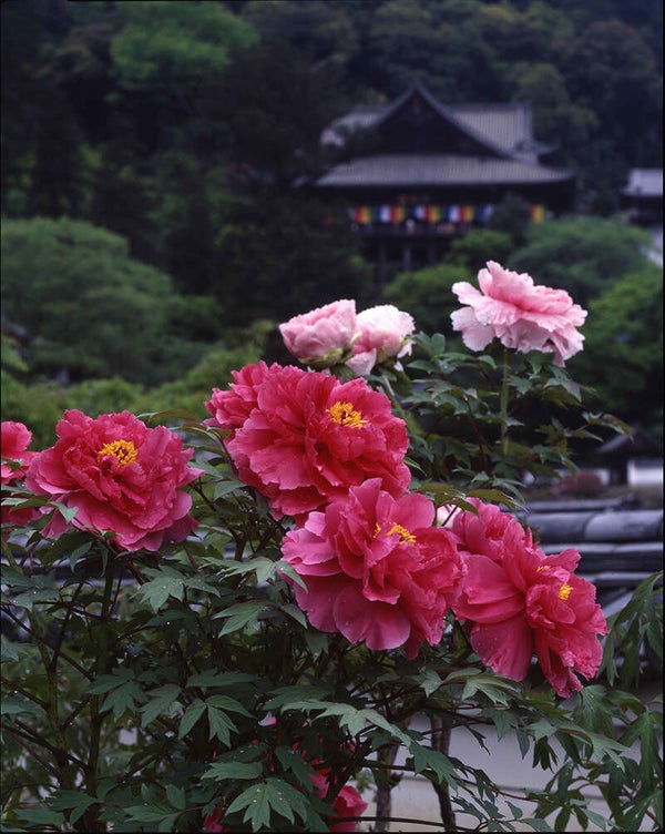 【福井県内発】 長谷寺ぼたんと室生寺しゃくなげ 麗しの大和路花めぐり 日帰り3